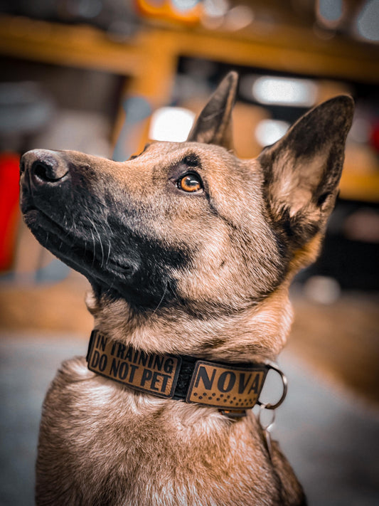 Custom Dog Collar Name Patch – Personalized ID Tag for Tactical & Service Dog Collars - Dog Patches made for Dogs - Custom Pet